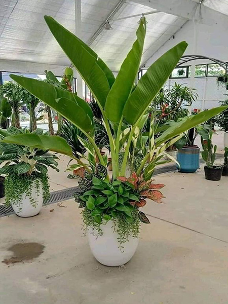 Chậu cây chuối rẻ quạt kết hợp